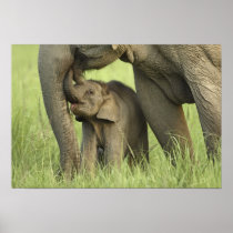 Indian / Asian Elephant and young one,Corbett 2