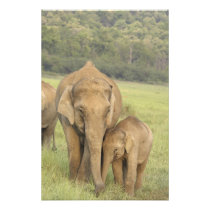 Indian / Asian Elephant and young one,Corbett