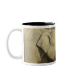 Indian / Asian Elephants sharing a Mug