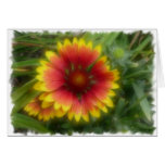 Indian Blanket Flower cards