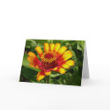 Indian Blanket Flower - greeting card