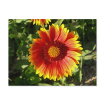 Indian blanket flower postcard