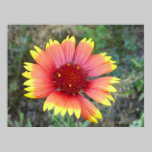 Indian Blanket Flower posters