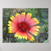 Indian Blanket Flower Print