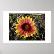 Indian Blanket. Posters