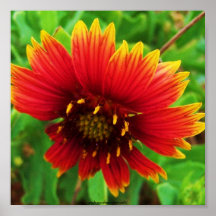Indian Blanket Poster