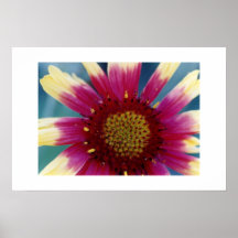 indian blanket posters