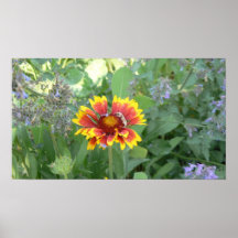 Indian Blanket Print