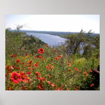 Indian Blanket TX Wildflowers Poster