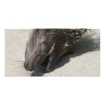 Indian Crested Porcupine Customized Photo Card