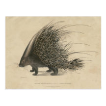 Indian Crested Porcupine Post Cards