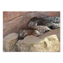 Indian Crested Porcupines Photo Art