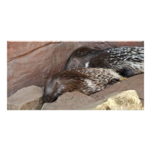 Indian Crested Porcupines Photo Cards