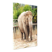 Indian elephant gallery wrap canvas