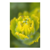Indian Golden Paintbrush Castilleja 2
