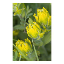 Indian Golden Paintbrush Castilleja