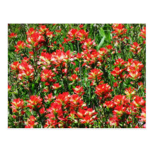 Indian Paintbrush Field Post Card
