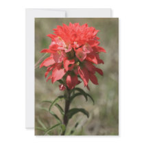 Indian Paintbrush Invitation Cards