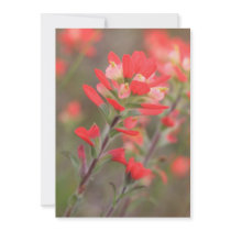 Indian Paintbrush Invitation Cards