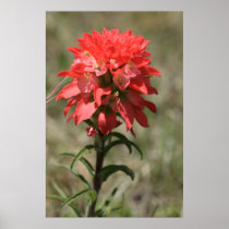 Indian Paintbrush Poster