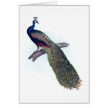 Indian peacock cards