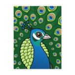 Indian Peafowl