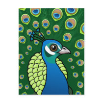 Indian Peafowl