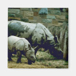 Indian Rhinos Refrigerator Magnet