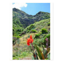 Indian Shot (Canna indica purpurea) Postcards