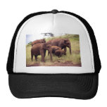 Indian wild elephants trucker hat