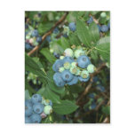 Indiana Blueberries Post Cards