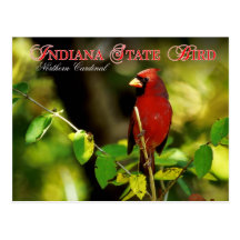 Indiana State Bird - Northern Cardinal Post Card