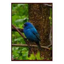 Indigo Bunting ATC Business Cards