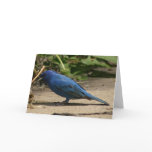Indigo Bunting Bird cards