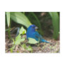 indigo bunting postcard
