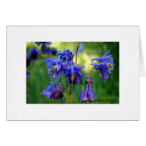 Indigo Columbine Note Card