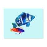 Indigo Fish, Fairy Basslet