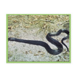 Indigo Snake Post Cards