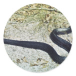 Indigo Snake Round Stickers