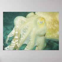 Indonesia, South Sulawesi Province, Wakatobi 2