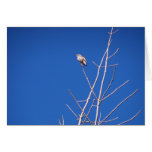 Infant Wood Thrush Card