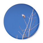 Infant Wood Thrush Magnet