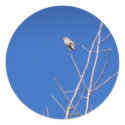 Infant Wood Thrush Stickers