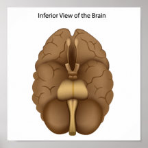 Inferior view of Human brain print