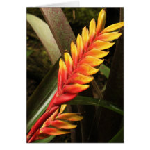 "Inflorescence of Vriesea bromelia" Card