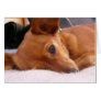 Inki the Chihuahua Cards