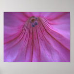Inner Petunia posters