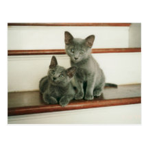 Innocence Postcard