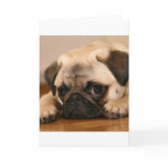 " Innocent " Pug Cards