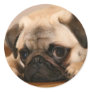 " Innocent " Pug Sticker